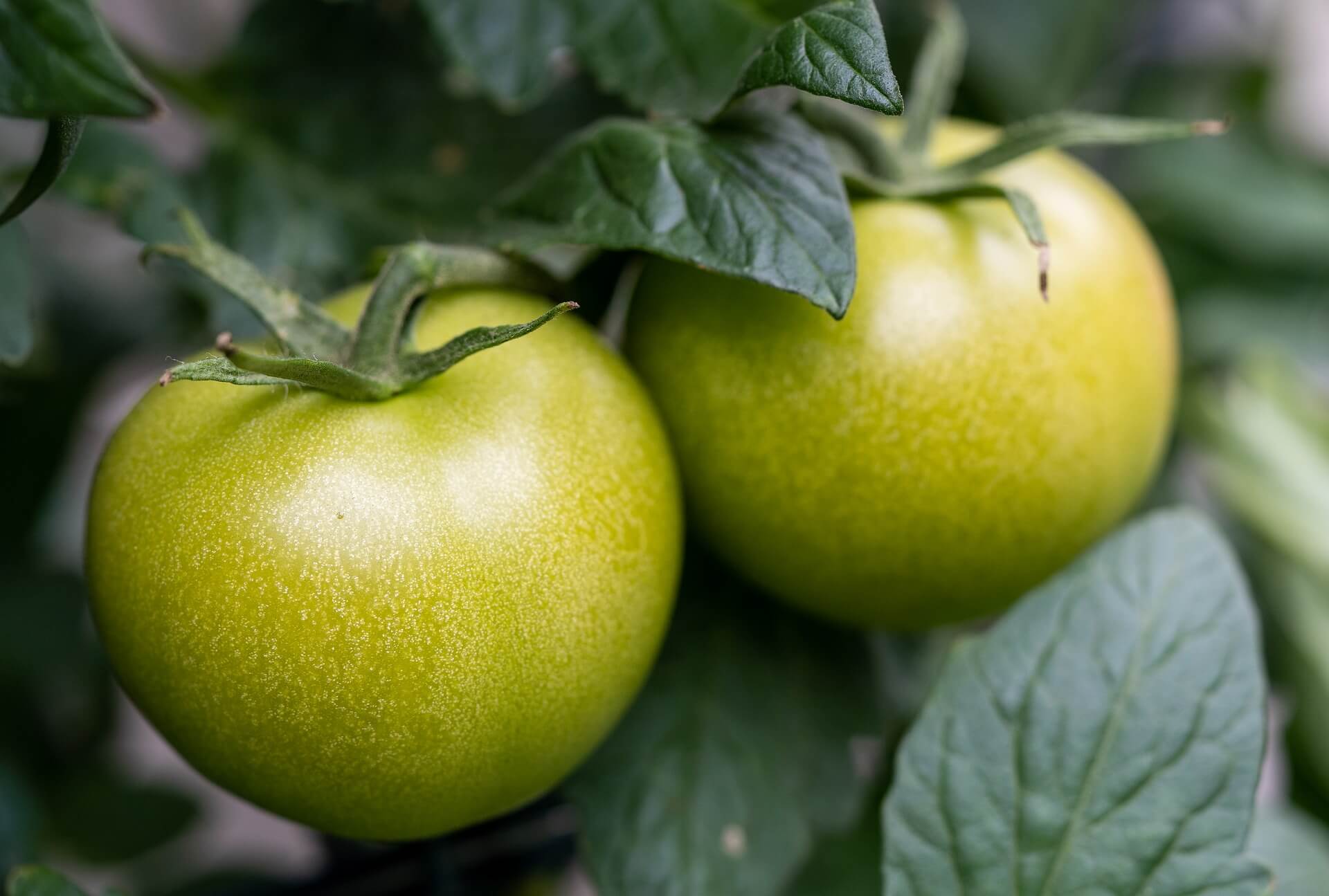 Que faire avec des tomates vertes en fin de saison
