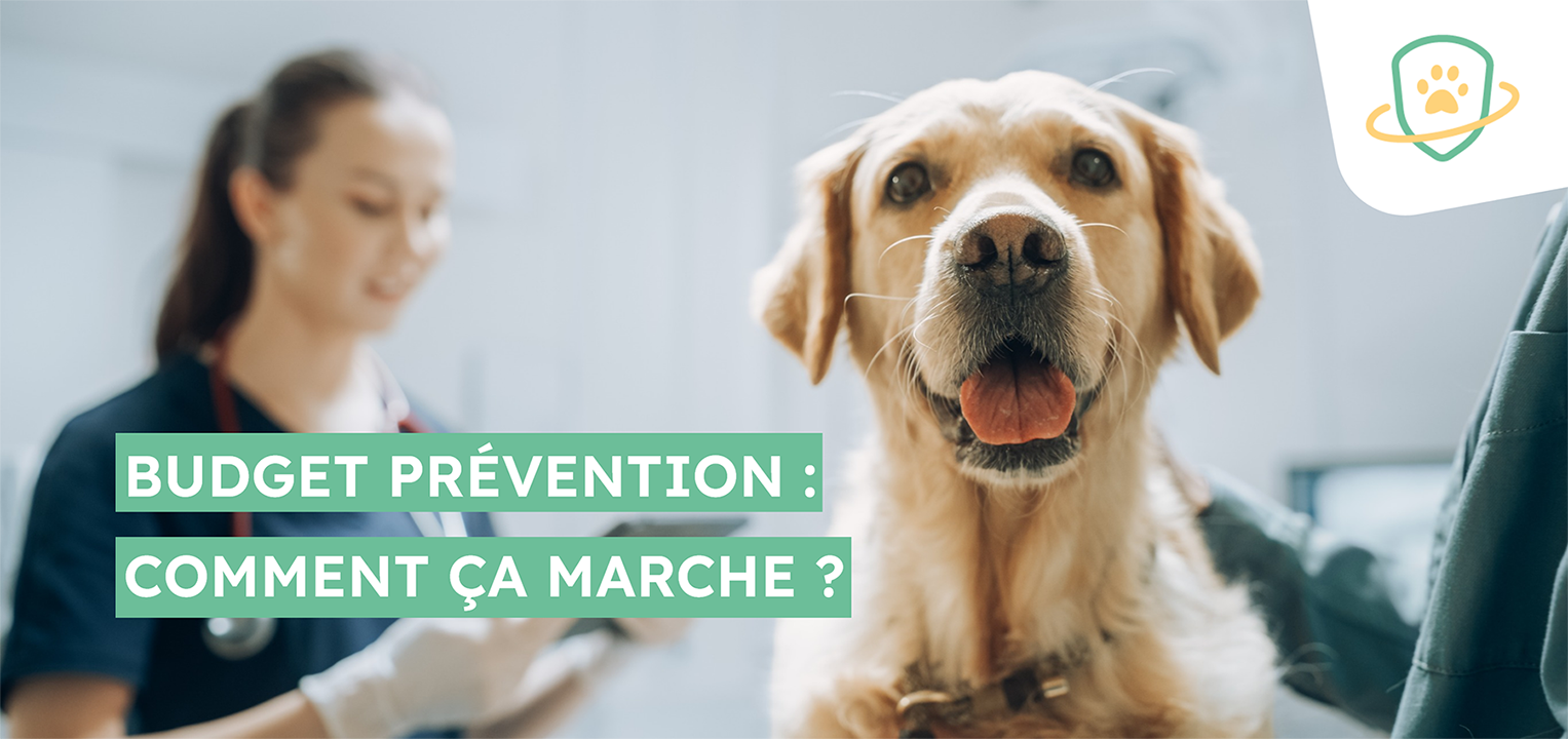 Illustration pour assurance animaux